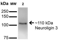 Monoclonal Anti-beta 4 Spectrin-Atto 488 antibody produced in mouse clone S393-2