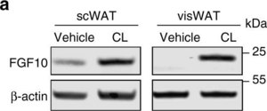 Anti-FGF10 Antibody from rabbit, purified by affinity chromatography