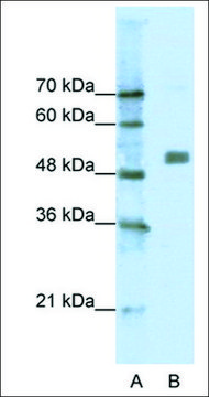 Anti-CHRNA9 antibody produced in rabbit affinity isolated antibody