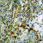 Anti-phospho-CDC25B (pSer353) antibody produced in rabbit affinity isolated antibody