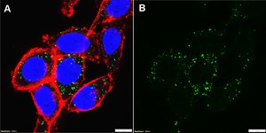 Anti-Met Antibody, clone 2G19 ZooMAb&#174; Rabbit Monoclonal recombinant, expressed in HEK 293 cells