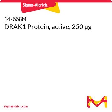 DRAK1 Protein, active, 250 µg