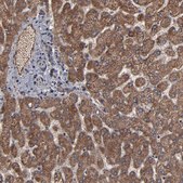 Anti-BNIP3 antibody produced in rabbit Prestige Antibodies&#174; Powered by Atlas Antibodies, affinity isolated antibody, buffered aqueous glycerol solution