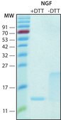 Nerve Growth Factor-ß human recombinant, expressed in HEK 293 cells, lyophilized powder, suitable for cell culture
