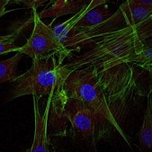 Anti-Actin Antibody, Alexa Fluor&#8482; 647 Conjugate from rabbit, ALEXA FLUOR&#8482; 647