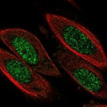 Anti-CCND3 antibody produced in rabbit Prestige Antibodies&#174; Powered by Atlas Antibodies, affinity isolated antibody, buffered aqueous glycerol solution