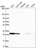 Anti-CXXC5 antibody produced in rabbit Prestige Antibodies&#174; Powered by Atlas Antibodies, affinity isolated antibody