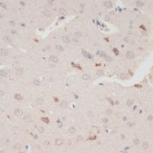 Anti-Phospho-GSK3B-S9 antibody produced in rabbit