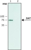 Anti-Dopamine Transporter (N-terminal) antibody produced in rabbit ~1.0&#160;mg/mL, affinity isolated antibody, buffered aqueous solution