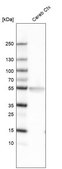 Monoclonal Anti-LHX2 antibody produced in mouse Prestige Antibodies&#174; Powered by Atlas Antibodies, clone CL6137, purified immunoglobulin, buffered aqueous glycerol solution