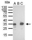 Monoclonal Anti-S Tag antibody produced in mouse clone GT247, affinity isolated antibody