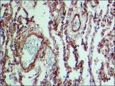 Monoclonal Anti-Caveolin-1 antibody produced in mouse clone CAV1, tissue culture supernatant