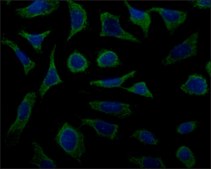 Anti-Cyclophilin B antibody produced in rabbit ~1.0&#160;mg/mL, affinity isolated antibody