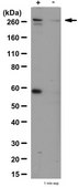 Anti-phospho-mTOR (Ser2448) Antibody Upstate&#174;, from rabbit