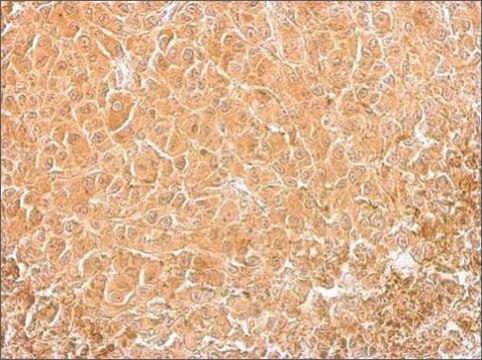 Monoclonal Anti-Cofilin 1 antibody produced in mouse clone GT567, affinity isolated antibody