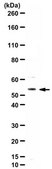 Anti-ALKBH5 Antibody from rabbit, purified by affinity chromatography