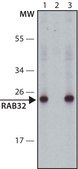 Anti-Rab32 antibody produced in rabbit ~1.0&#160;mg/mL, affinity isolated antibody