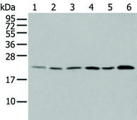 Anti-DUSP3 affinity isolated antibody
