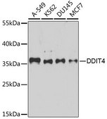 Anti-DDIT4 antibody produced in rabbit