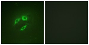 Anti-SEK1 antibody produced in rabbit affinity isolated antibody