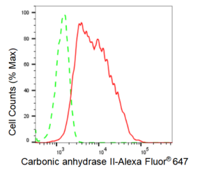KD-Validated Anti Carbonic anhydrase II Antibody, clone 23GB3300, Rabbit Monoclonal clone 23GB3300, recombinant rabbit monoclonal, expressed in HEK293 cells