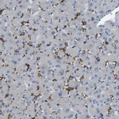 Anti-GYPA antibody produced in rabbit Prestige Antibodies&#174; Powered by Atlas Antibodies, affinity isolated antibody, buffered aqueous glycerol solution