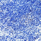 Anti- PARP1 antibody produced in rabbit