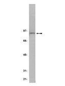 Anti-IKK&#946; Antibody, clone 10AG2 clone 10AG2, Upstate&#174;, from mouse