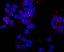 Anti-N-Cadherin antibody, Mouse monoclonal clone GC-4, purified from hybridoma cell culture