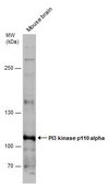 Anti-PIK3CA antibody produced in rabbit