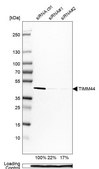 Anti-TIMM44 antibody produced in rabbit Prestige Antibodies&#174; Powered by Atlas Antibodies, affinity isolated antibody, buffered aqueous glycerol solution
