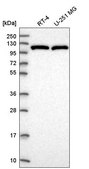 Anti-ERCC4 antibody produced in rabbit Prestige Antibodies&#174; Powered by Atlas Antibodies, affinity isolated antibody