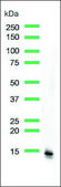 Anti-Haemoglobin Alpha Chain antibody, Rabbit monoclonal recombinant, expressed in proprietary host, clone SP212, affinity isolated antibody