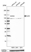 Anti-GLDC antibody produced in rabbit Prestige Antibodies&#174; Powered by Atlas Antibodies, affinity isolated antibody, buffered aqueous glycerol solution
