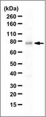 Anti-FOXK2 Antibody serum, from rabbit