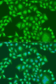 Anti-PTEN antibody produced in rabbit