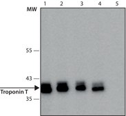 Anti-Troponin T antibody, Mouse monoclonal clone JLT-12, purified from hybridoma cell culture