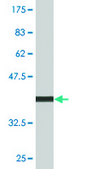 Monoclonal Anti-UBE2E3 antibody produced in mouse clone 3E9, purified immunoglobulin, buffered aqueous solution