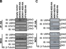 Anti-&#946;-Tubulin antibody, Mouse monoclonal clone D66, purified from hybridoma cell culture