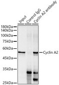 Anti-Cyclin A2 Antibody, clone 3E9Z3, Rabbit Monoclonal