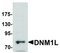 Anti-DNM1L antibody produced in rabbit affinity isolated antibody