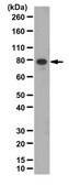 Anti-Beta Pix, SH3 Domain Antibody from rabbit, purified by affinity chromatography