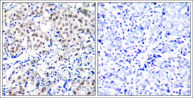 Anti-phospho-CDKN1B (pThr187) antibody produced in rabbit affinity isolated antibody