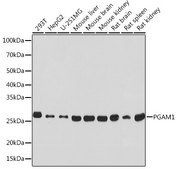 Anti-PGAM1 Antibody, clone 7V9H9, Rabbit Monoclonal