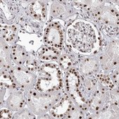 Anti-PSPC1 antibody produced in rabbit Prestige Antibodies&#174; Powered by Atlas Antibodies, affinity isolated antibody, buffered aqueous glycerol solution