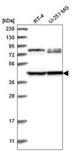 Anti-DCDC2 antibody produced in rabbit Prestige Antibodies&#174; Powered by Atlas Antibodies, affinity isolated antibody
