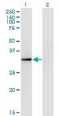 Monoclonal Anti-RYBP antibody produced in mouse clone 1F4, purified immunoglobulin, buffered aqueous solution