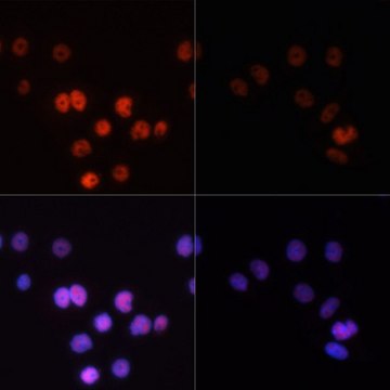 Anti-Phospho-POLR2A-S2 antibody produced in rabbit