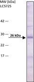 Monoclonal Anti-Bcl-2 antibody produced in mouse clone Bcl-2-100, ascites fluid