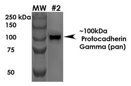 Monoclonal Anti-Vdac1 - Atto 594 antibody produced in mouse clone S152B-23, purified immunoglobulin